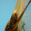 CollectionObject 1542939; DEES MZLQ-I0016', f56877da-a65f-4bf1-b08e-2143fc26842d: male, apex of the abdomen latero-ventral view (syntype). (CollectionObject).
