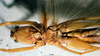 CollectionObject 1534684; 0e3aa790-c504-4f99-9c8f-01ab1256f92b: male ventral view (syntype). (CollectionObject).