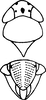 Head: !! display not done !! on Cofana karachiensis Ara & Ahmed, 1988: Head, pro-, and mesothorax. (Observation).