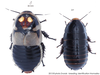 Lucihormetica subcincta (Walker, 1868): Copyright Josef Dvorák. Lucihormetica subcincta. (Otu).