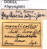 CollectionObject 1578129; 49c85f8f-ae43-4663-8eba-20f12efd4b63: labels. (CollectionObject).