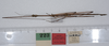 CollectionObject 1561638; ca7deb07-2648-450a-8683-7f3d5d29bbc7: copyright ZMUH, Hamburg. male, dorsal view of synonym Clitumnus laevigatus (syntype). (CollectionObject).