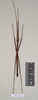 CollectionObject 1559724; 92e1701f-355f-4648-852a-a1fc42d62f89: copyright Natural History Museum, London. male (paratype). (CollectionObject).;CollectionObject 1559725; d87b731b-4dd9-4803-847f-5f1d15f04040: copyright Natural History Museum, London. male (paratype). (CollectionObject).
