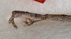 CollectionObject 1559626; 61c7ebf6-5733-4393-98ea-8612cd96158f: copyright USNM, Washington. male: end of abdomen, lateral view (lectotype). (CollectionObject).