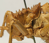 Hetrodes pupus pupus (Linnaeus, 1758): female pronotum, lateral view (holotype of Hetrodes productus). (Otu).