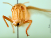 CollectionObject 1576217; f45755fb-bc57-42d0-b85b-111fce96736d, DORSA BA000297S01: female, frontal view (paralectotype). (CollectionObject).