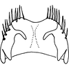 Pygofer ventral appendages, ventral view: !! display not done !! on Mukaria penthimioides Distant, 1908: Pygofer ventral appendages, ventral view. (Observation).