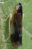 Live specimen on Bundera onukiiformis Dietrich, Nguyen & Pham, 2020: from Vietnam. (Observation).