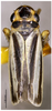 Habitus, dorsal view on Evacanthus nigristreakus Li & Wang, 2002: (Observation).