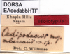 CollectionObject 1537582; e88c3f6c-9742-4fa6-bc49-79666e58b417: labels (holotype). (CollectionObject).