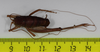 CollectionObject 1575867; 28399f20-c6fe-4a3f-9e17-6519c2be60a3: male, dorsal view (holotype). (CollectionObject).