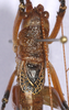 CollectionObject 1479588; 717ca7e9-6b04-449a-915d-019c0410d993, cbt017s06: male head, pronotum and tegmina, dorsal view (paratype). (CollectionObject).