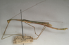 CollectionObject 1561973; NMW 1098, 02367e80-8b8b-4299-894e-b98138cd4c3f: copyright NMW, Vienna. male, lateral view of Sipyloidea subtilis (holotype). (CollectionObject).