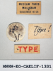CollectionObject 1572720; f0b324d1-90f9-485a-8cbf-895d8129c703: labels (paratype of Ommexecha liaspis). (CollectionObject).