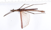CollectionObject 1558790; dde591f1-ae7c-4b9a-b91e-9e6c06edb43d: copyright ZMUH, Hamburg. male of synonym Galactea titschacki (holotype). (CollectionObject).