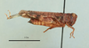 Pseudoceles obscurus lateritius Karabag, 1957: female, lateral view (holotype). (Otu).