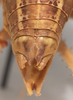 CollectionObject 1527081; e610715c-6d08-44ce-a3dc-441ac7672103: male cerci (holotype). (CollectionObject).