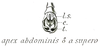 Pseuderianthus erectus (Karsch, 1889): Pl. XVII, Fig. 29b. male abdomen tip. (Otu).