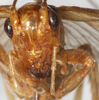 CollectionObject 1531189; 9dc3a644-bff8-4e2c-8ce5-2abb23df0406: male, frontal view (holotype). (CollectionObject).