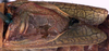 CollectionObject 1516714; 88ab86a1-dd4b-4399-b3ce-3206a1f75334: male tegmina (lectotype). (CollectionObject).