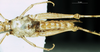 CollectionObject 1537530; bf59cb0c-295f-46f1-a36f-162f5197a098: female, ventral view (syntype). (CollectionObject).