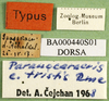 CollectionObject 1501166; 804c3704-dac8-4464-820d-e9cb5f9646dd, DORSA BA000440S01: labels (holotype of Nocaracris cyanipes tristis). (CollectionObject).