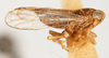 Habitus, lateral view on Delphacodes apicatus Beamer, 1948: (Observation).