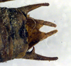 CollectionObject 1500563; f2dd6ff2-e46d-42c2-980c-e7ea3df250fa, DORSA BTpsoineS01: cerci (holotype of Psorodonotus inermis). (CollectionObject).