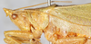 CollectionObject 1576557; 8d55a461-b6e6-477f-9612-240304d2ec3c: male, head and pronotum, lateral view. (CollectionObject).