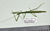 CollectionObject 1597625; 42ae2e81-72fe-4c69-8c00-7e2da31962ac: copyright QM. female, dorsal view (holotype). (CollectionObject).