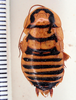 Eurycotis ferrumequinum Rehn & Hebard, 1927: Photo taken by Heidi Hopkins. (Otu).