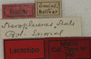 CollectionObject 1535229; 574eb1b5-4acb-4584-a873-c1ad8d5c4cfc: labels (lectotype). (CollectionObject).