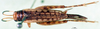 CollectionObject 1500909; 189af87b-8174-4315-b249-8f3bb012fea4: female, dorsal view (syntype). (CollectionObject).