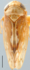 Habitus, dorsal view: !! display not done !! on Eutettix (Eutettix) luridus (Van Duzee, 1890): Eutettix lurida, dorsal habitus (INHS). (Observation).