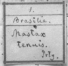 CollectionObject 1521395; fed78c2e-1964-49f5-b08c-913c7712c955: Image Carbonell, C.S. label (lectotype). (CollectionObject).