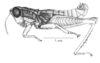 Caruaruacris bivittatus Matiotti da Costa & Silva Carvalho, 2006: Fig. 2A (after holotype). male habitus. (Otu).