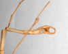 CollectionObject 1557918; 17e96f36-e74d-4bf0-a8ce-a2917bd4854e: copyright ZMHB, Berlin. male: end of abdomen, ventral view (holotype). (CollectionObject).