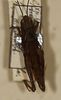 CollectionObject 1588506; 1873cc37-1106-4d94-b773-7a07d9824580: female, dorsal view (paratype). (CollectionObject).