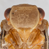 Head on Antillormenis martinicensis Fennah, 1947: (Observation).