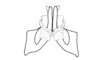 Chlorus bolivianus Bruner, 1913: Fig. 5W. distal portion of aedeagus, ventral view. (Otu).