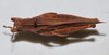 CollectionObject 1533385; USNM 9733, 1577eea6-755d-434d-ae4d-d77da9346456: male, dorsal view (holotype). (CollectionObject).
