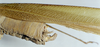 CollectionObject 1503388; MBBJ 3226045, 16bba3a0-4504-48bf-9322-683c782adba5: female ovipositor. (CollectionObject).