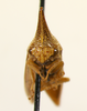 Polyglypta Burmeister, 1835: _Polyglypta dorsalis_. (Otu).