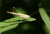 Tylopsis rubrescens Kirby, 1900: male (Tanzania, Kilimanjaro). (Otu).