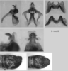 Melanoplus uinta Otte, 2012: (Otu).