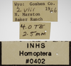 Other on Athysanella (Gladionura) sinuata (Osborn, 1930): Label - Male. (Observation).