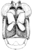 Mohavacris timberlakei Rehn, 1948: Fig. 292. male, head, facial view. (Otu).