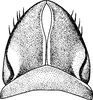 Subgenital plate: !! display not done !! on Paraphlepsius (Gamarex) operculatus (Ball, 1927): Subgenital plate. (Observation).