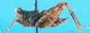 CollectionObject 1500829; 2cf000f7-7819-4d79-b928-896a82f3f2b2: female, lateral view (holotype). (CollectionObject).