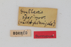 CollectionObject 1505584; bb760328-1585-49fd-9456-29092eb67567: female, labels (syntype). (CollectionObject).